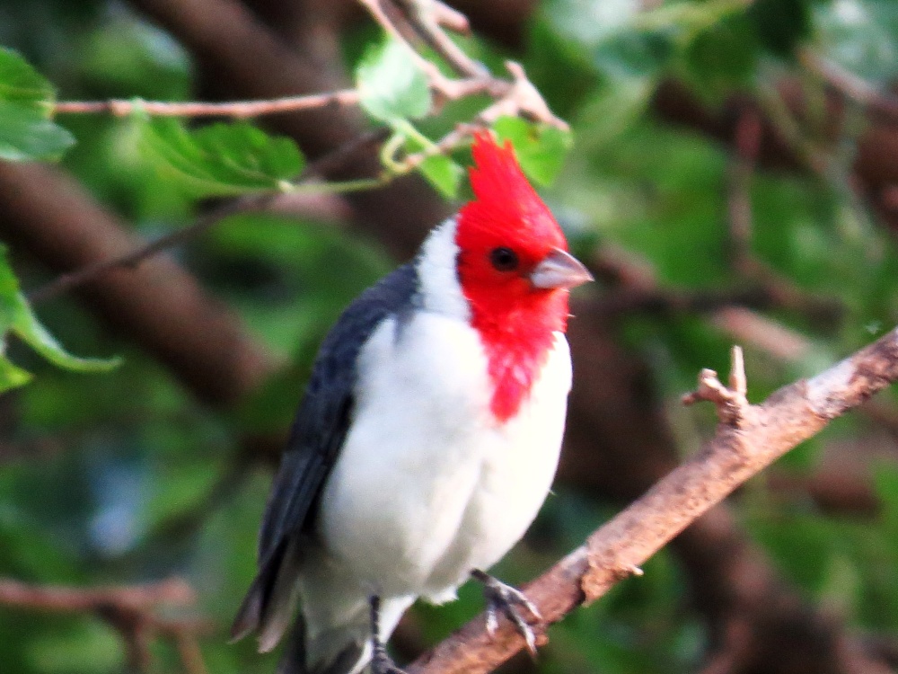"` El cardenal en el arbol de mi parque `" de Stella Maris Rodriguez