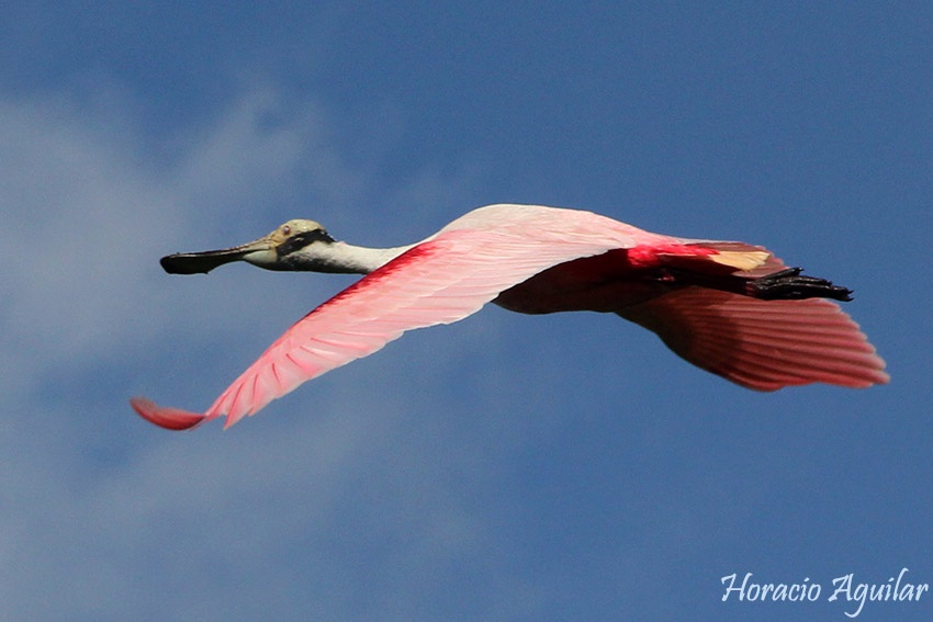 "vuelo color de rosa" de Horacio Aguilar