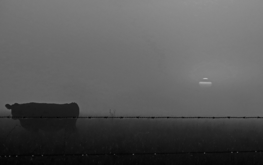 "del alba y la niebla" de Viviana Garca