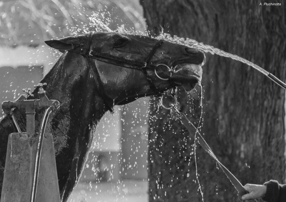 "Luego de la carrera, una ducha" de Andrs Pluchinotta