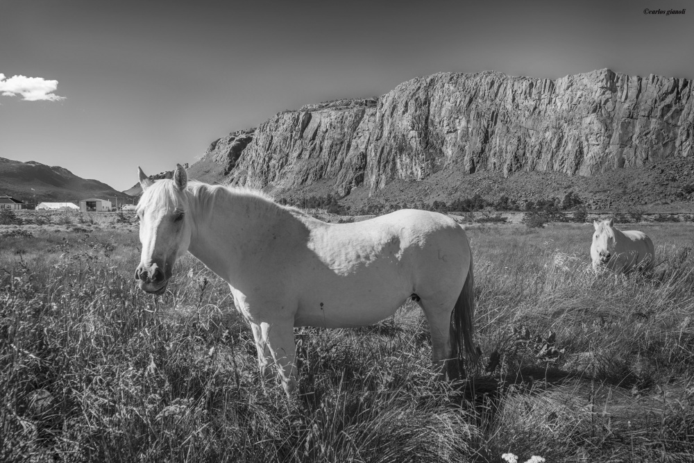 "White horses" de Carlos Gianoli