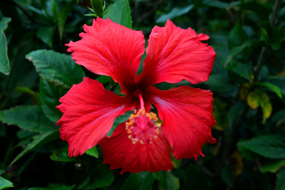 "flor roja" de Carlos Salto
