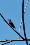 Un colibr...