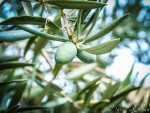 Puro de oliva II