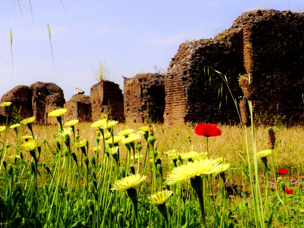 "Ruinas y flores nuevas!!!" de Jorge Alberto Coccolo