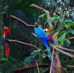 Colores en la selva misionera / brasilea