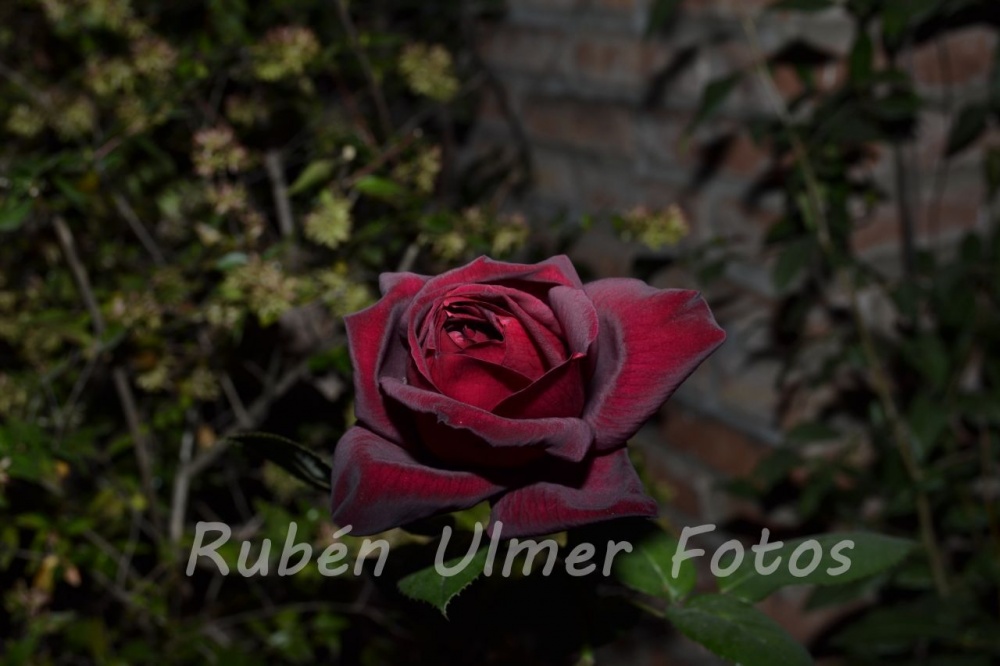 "rosas" de Rubn Antonio Ulmer