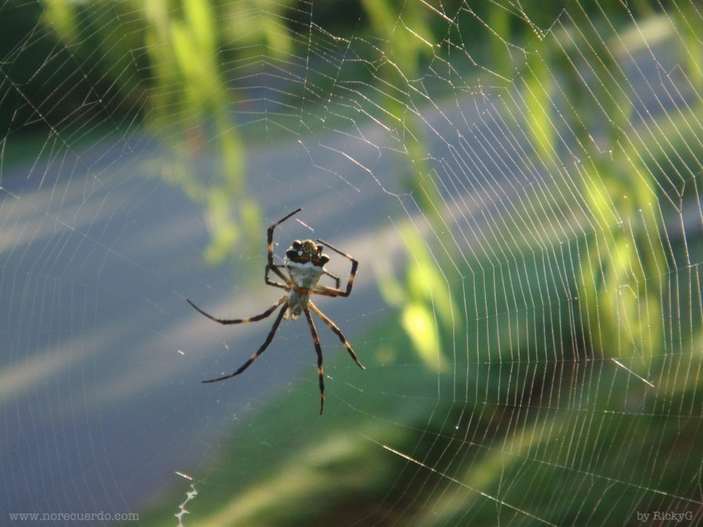 "Spider" de Ricardo Fabian Garcia