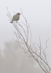 Cantando en la niebla