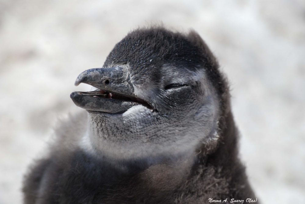 "Bebe Pinguino" de Norma Suarez