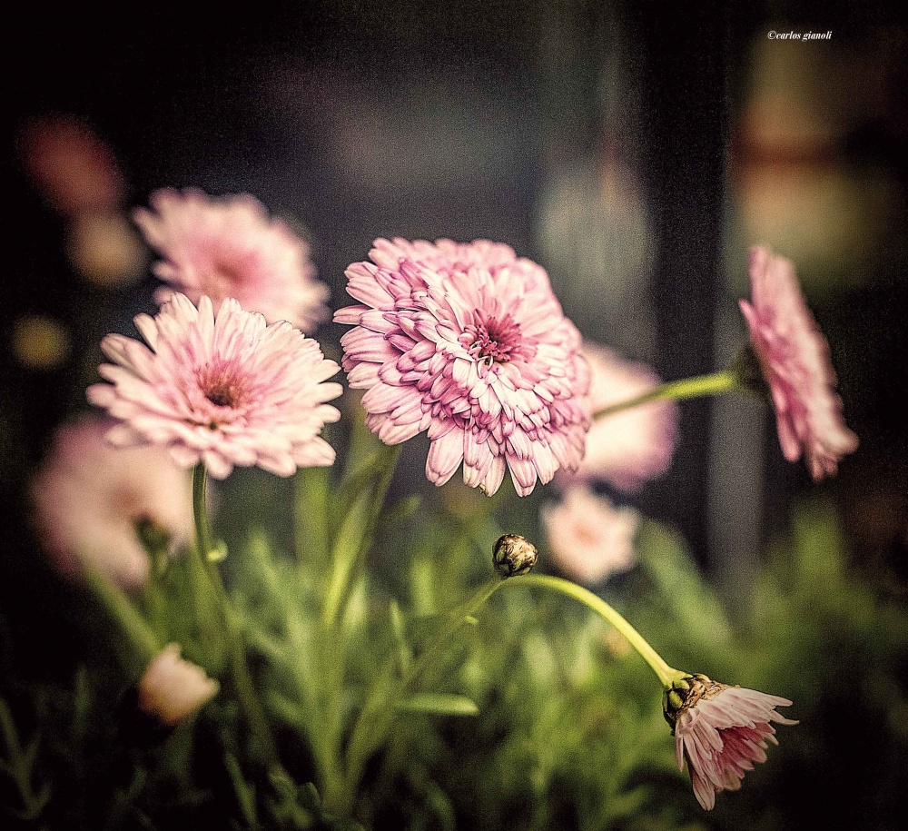 "Flores agosto" de Carlos Gianoli