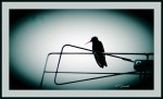 colibr en la antena