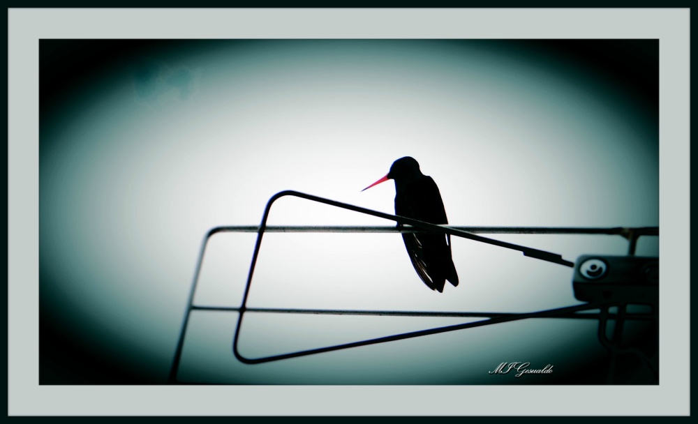 "colibr en la antena" de Margarita Gesualdo (marga)