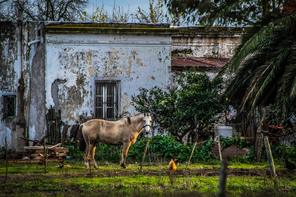 "El caballo y la gallina" de Fernando Valdez Vazquez