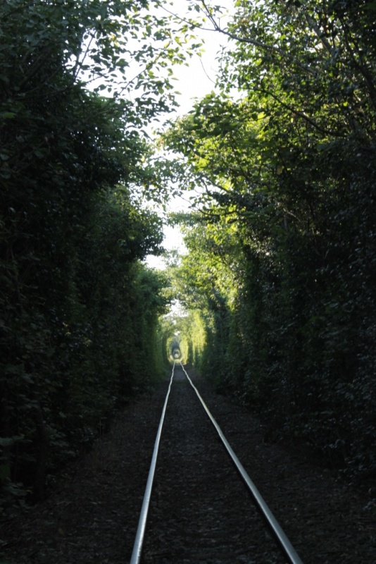"Tuneles verdes" de Maca Ferreyra