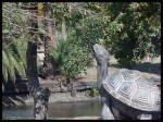 La tortuga de Pehuaj