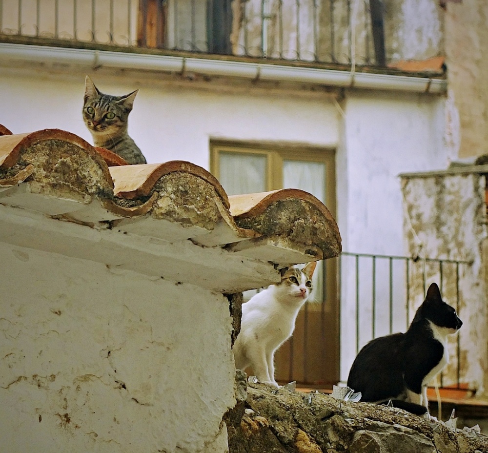 "De da no todos los gatos son pardos" de Ana Arnau