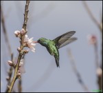colibr verde