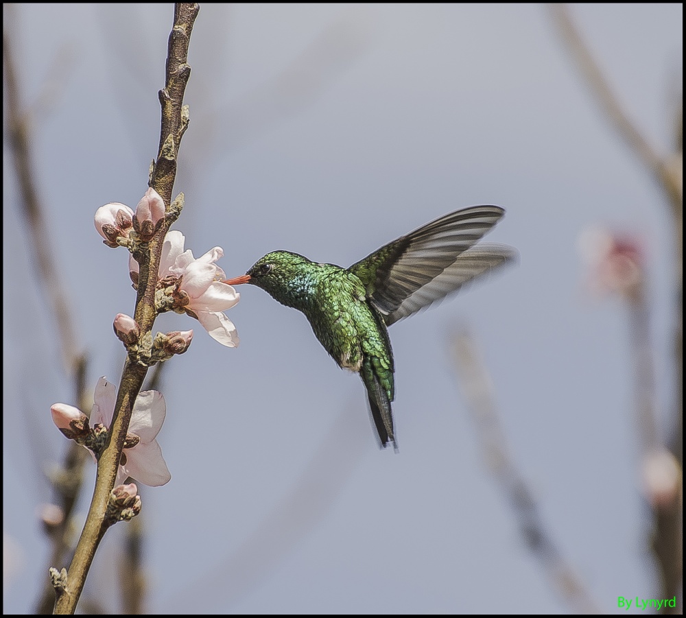 "colibr verde" de Pablo Bebebino