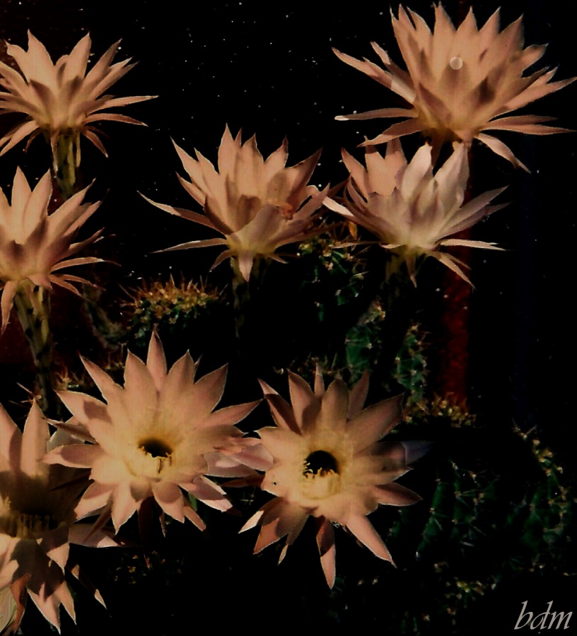 "flor de cactus" de Beatriz Di Marzio