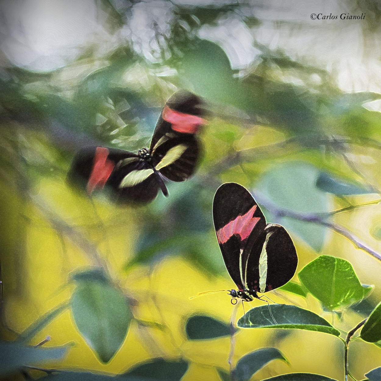 "Mariposa almendra comn: cortejo." de Carlos Gianoli