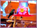 Primer colibrí de esta Primavera