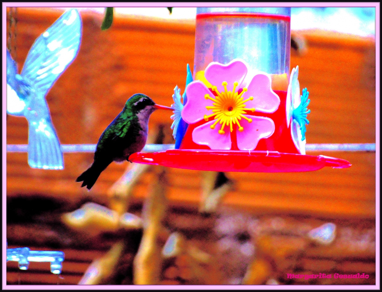 "Primer colibr de esta Primavera" de Margarita Gesualdo (marga)