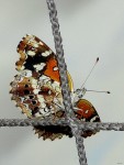 Mariposa Technicolor