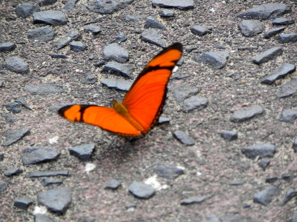"Luciendo un bello color naranja" de Fernanda Ferrari (fer)