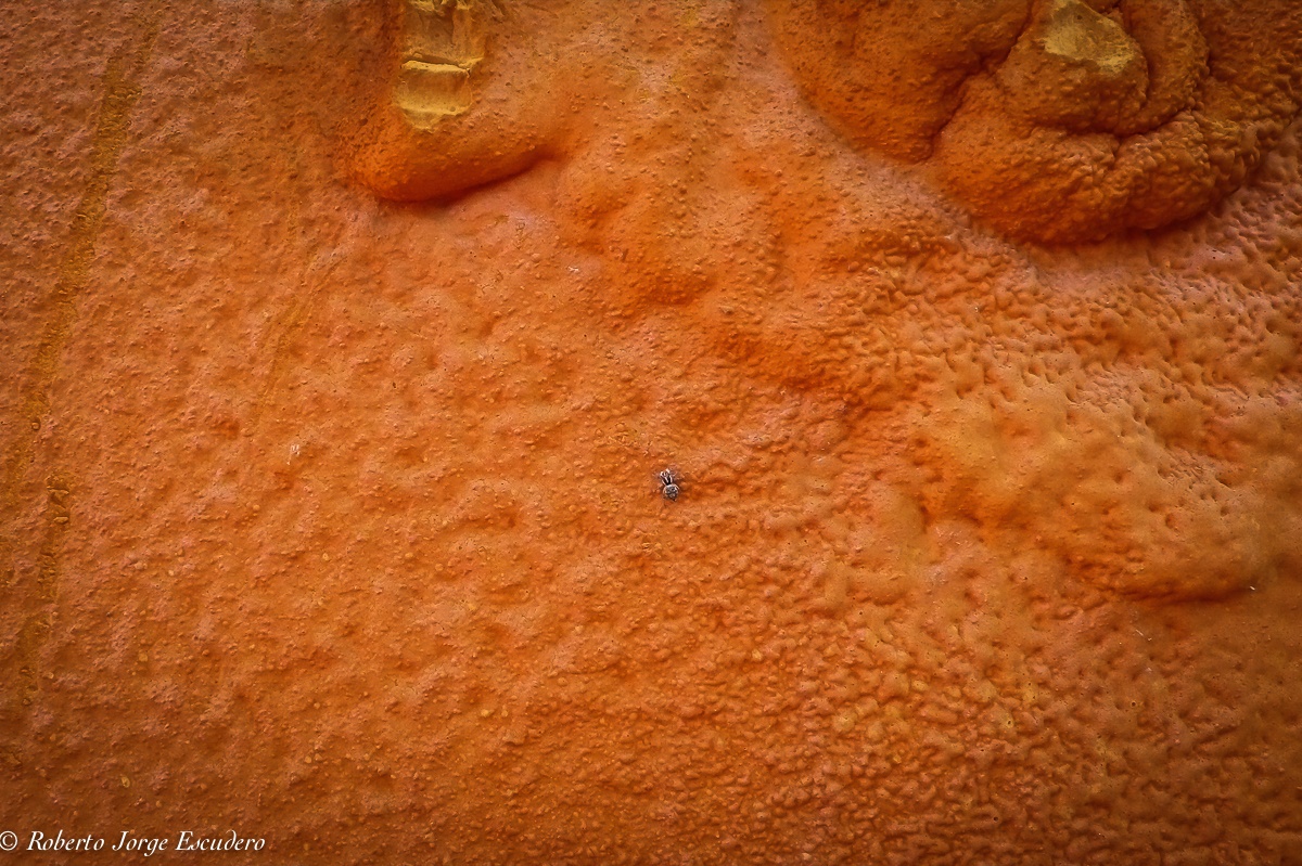 "Pequea araa perdida en un planeta naranja" de Roberto Jorge Escudero
