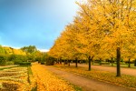 TARDECITA DE OTOO EN REGENTS PARK