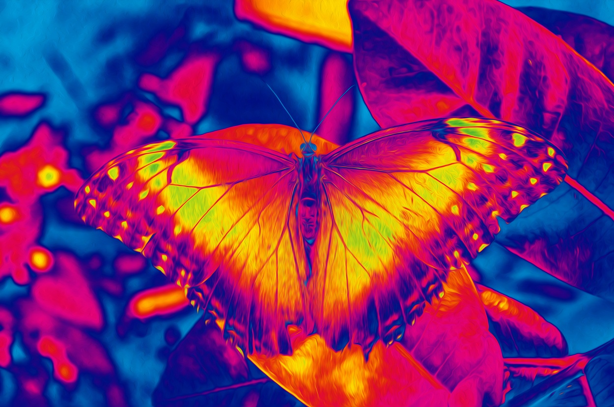 "Mariposa technicolor" de Gastn Palavecino