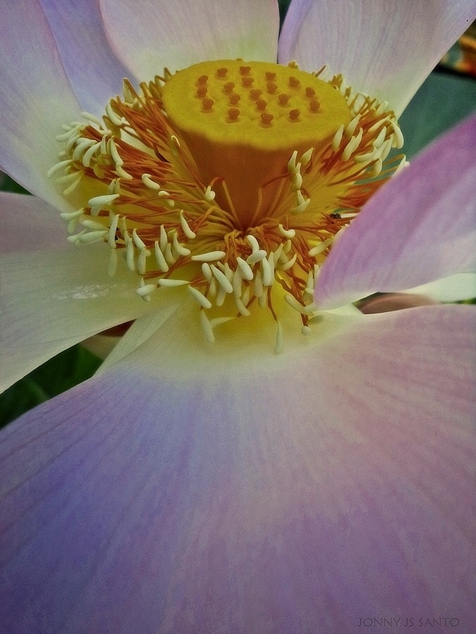 "Lotus" de Jonny Santo
