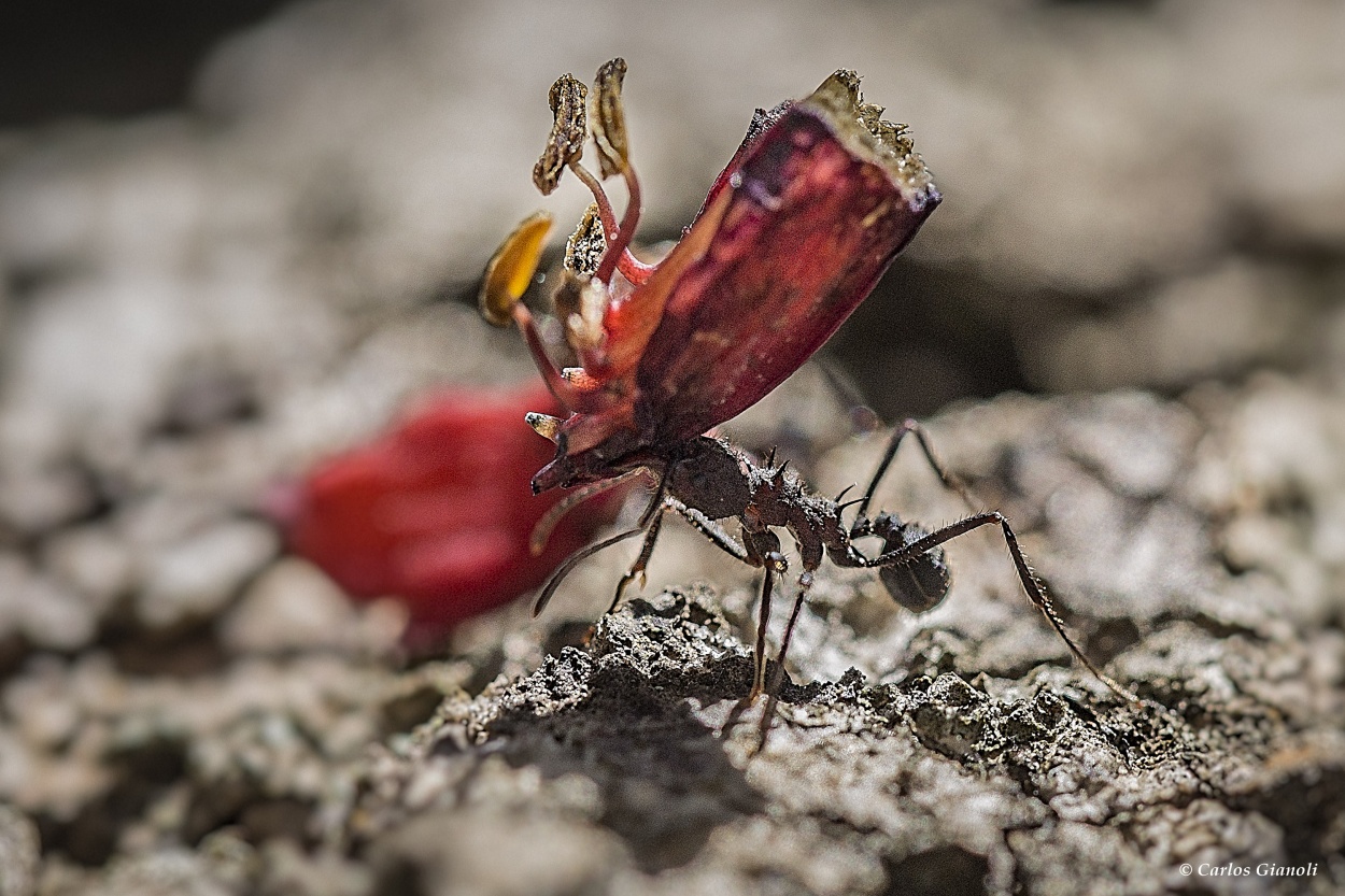 "La hormiga y la flor de ceibo." de Carlos Gianoli