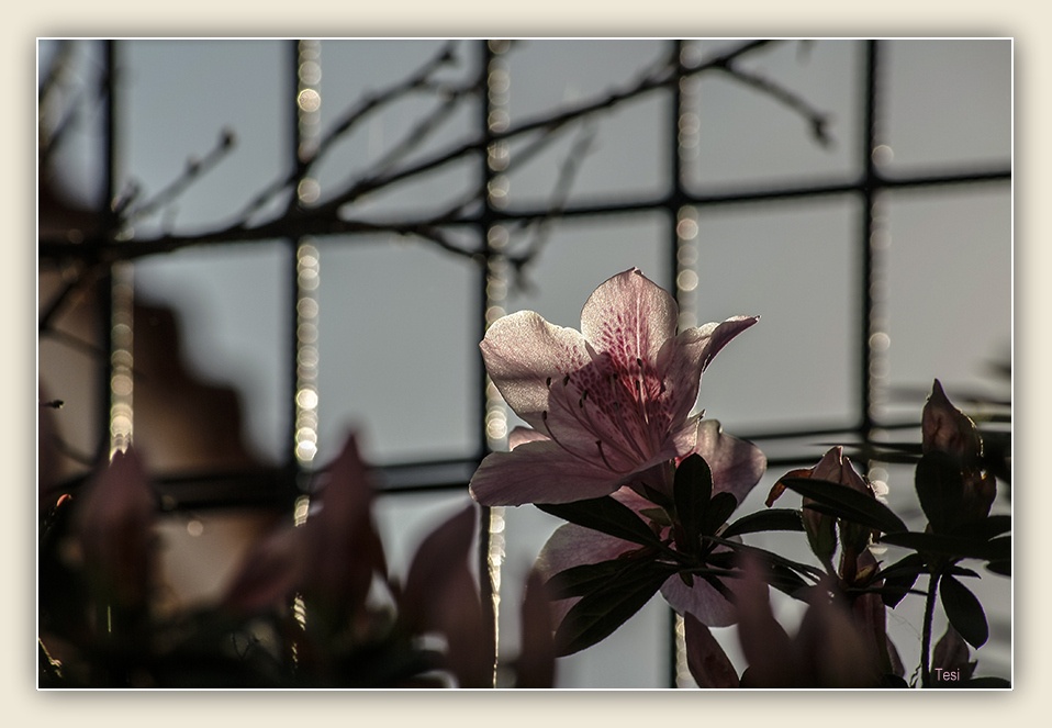 "Azucena en flor" de Tesi Salado
