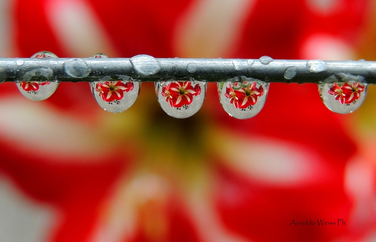 "Gotas de primavera." de Weiss Arnoldo Raul