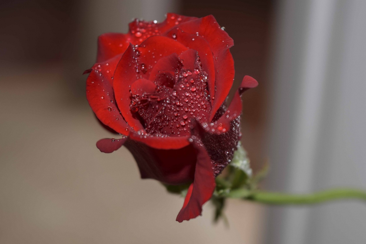 "Te regalo una rosa" de Adriana Claudia Gallardo