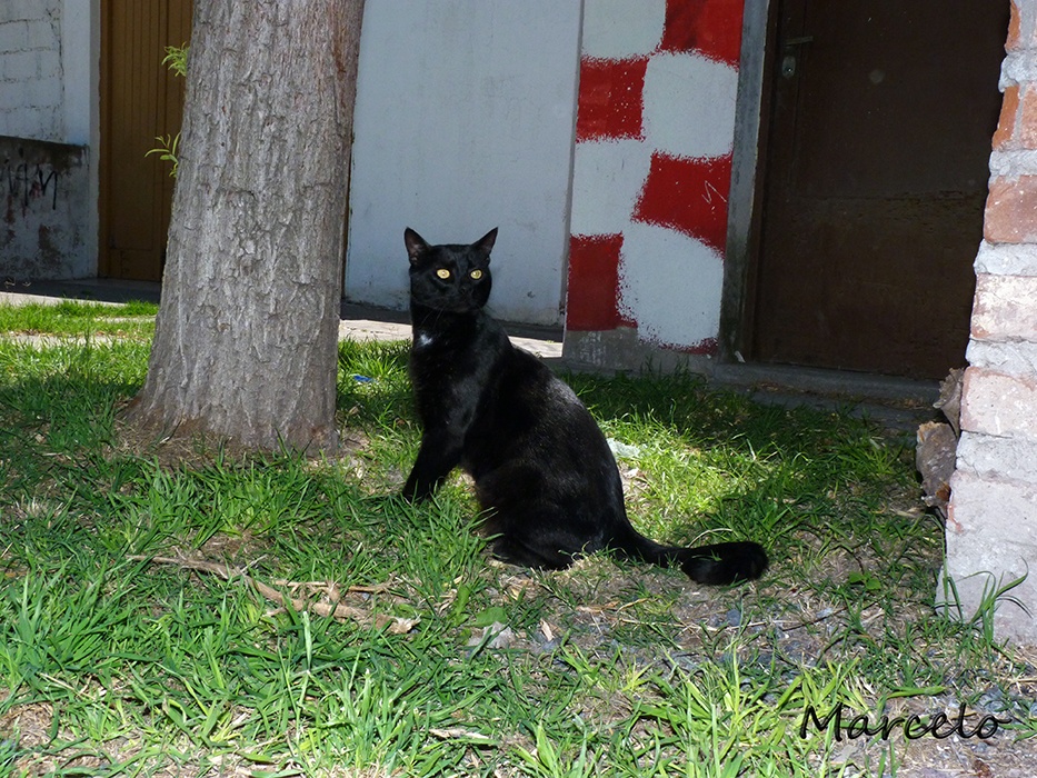 "Black Cat" de Marcelo Alejandro Macaroni