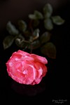Una rosa de mi jardn...
