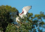 ibis real en ritual de apareamiento