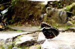 mariposa camuflada