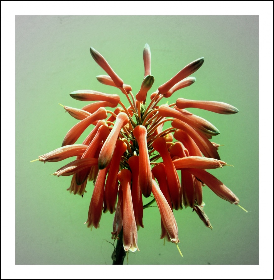 "Aloe" de La Cristina Garca