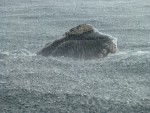ballena duchandose