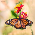 Mariposa monarca y flores