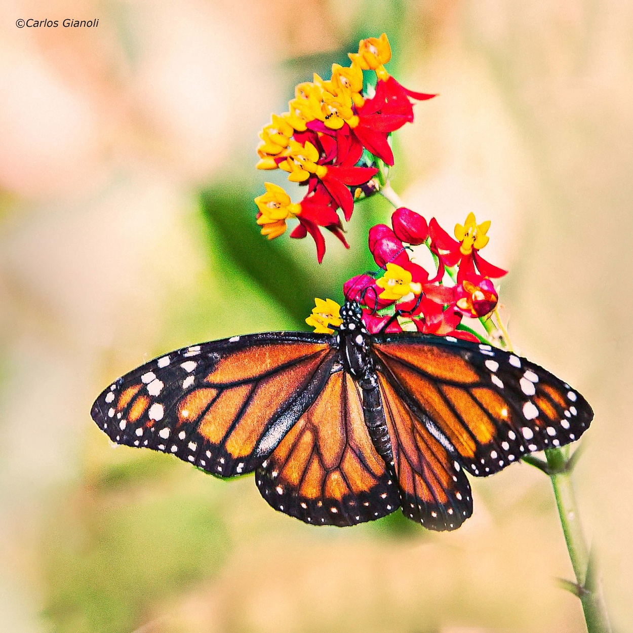 "Mariposa monarca y flores" de Carlos Gianoli