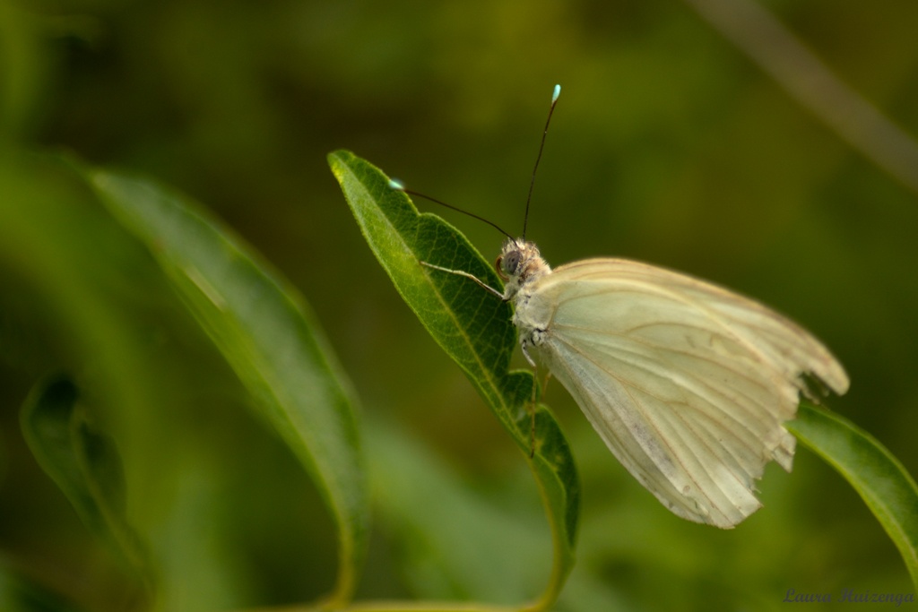 "Mariposa blanca entre verdes" de Laura Noem Huizenga