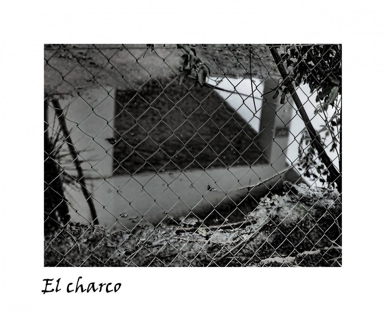 "El Charco" de Nora Lilian Iturbide ( Noral )