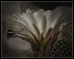 el cactus dio flor