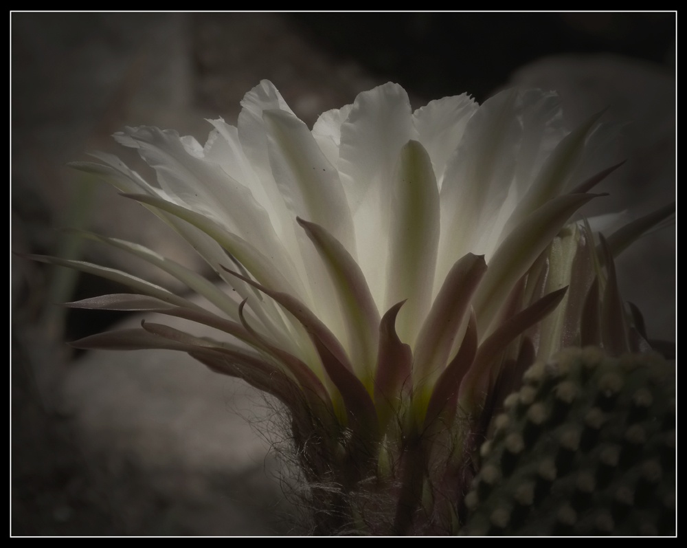 "el cactus dio flor" de Lidia Gonzalez