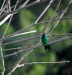 Mi primer colibr